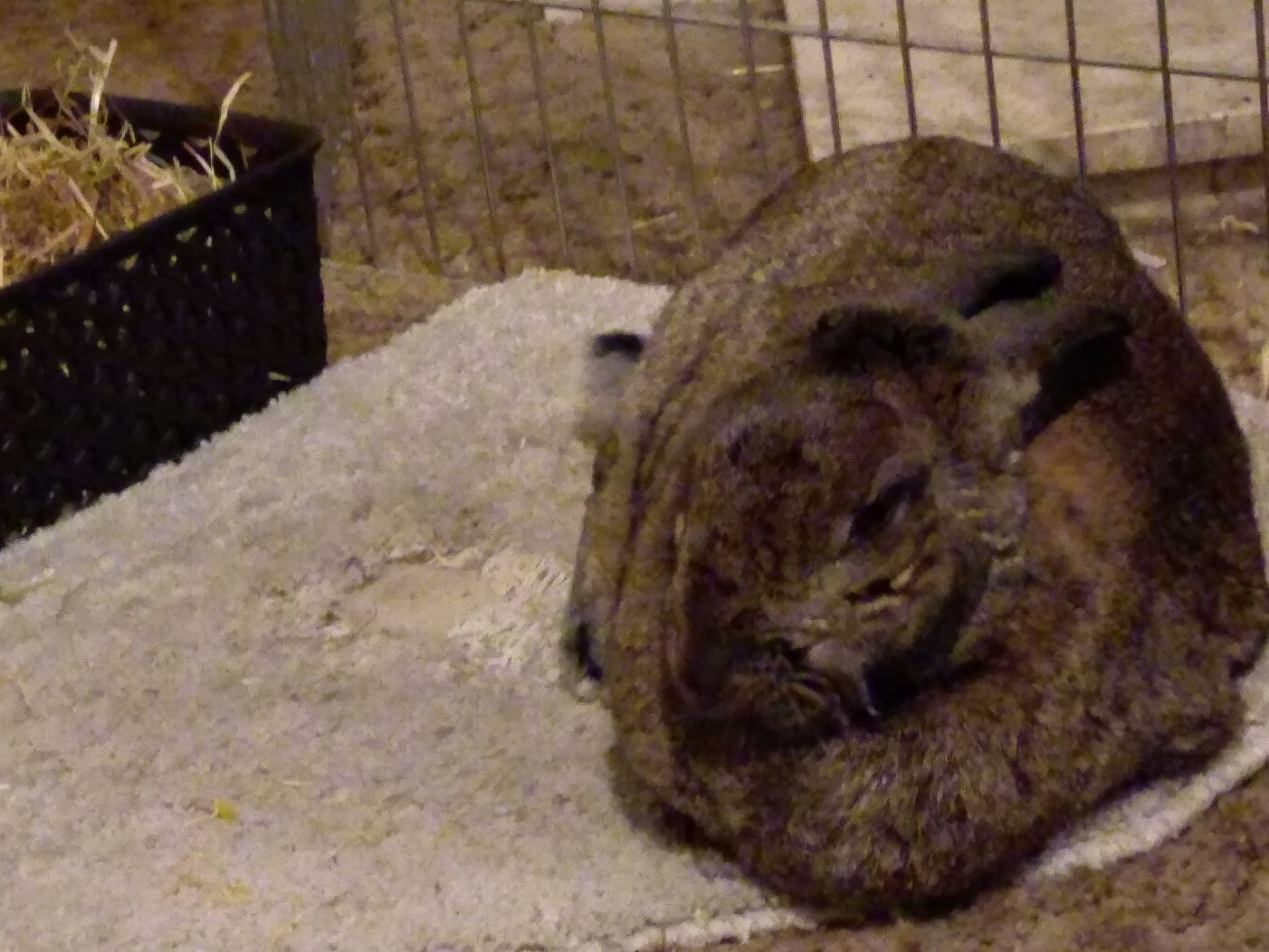 Arthritis In Rabbits Back Legs at Daniel Pepper blog