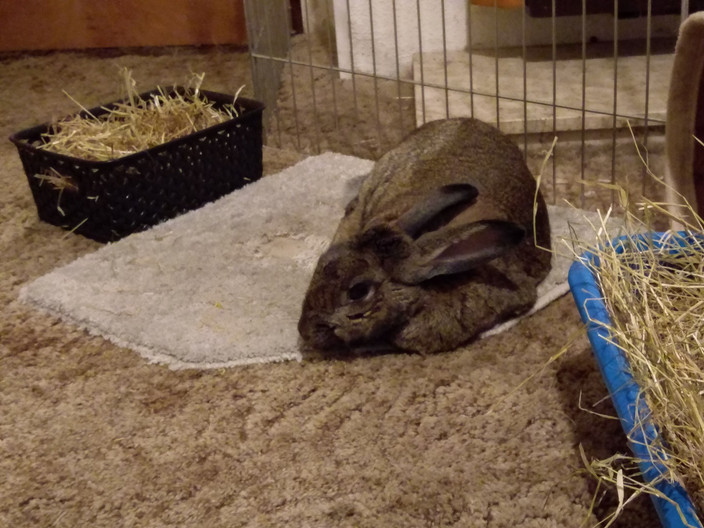 Pain / Arthritis in old rabbit (pic heavy) Rabbits United Forum