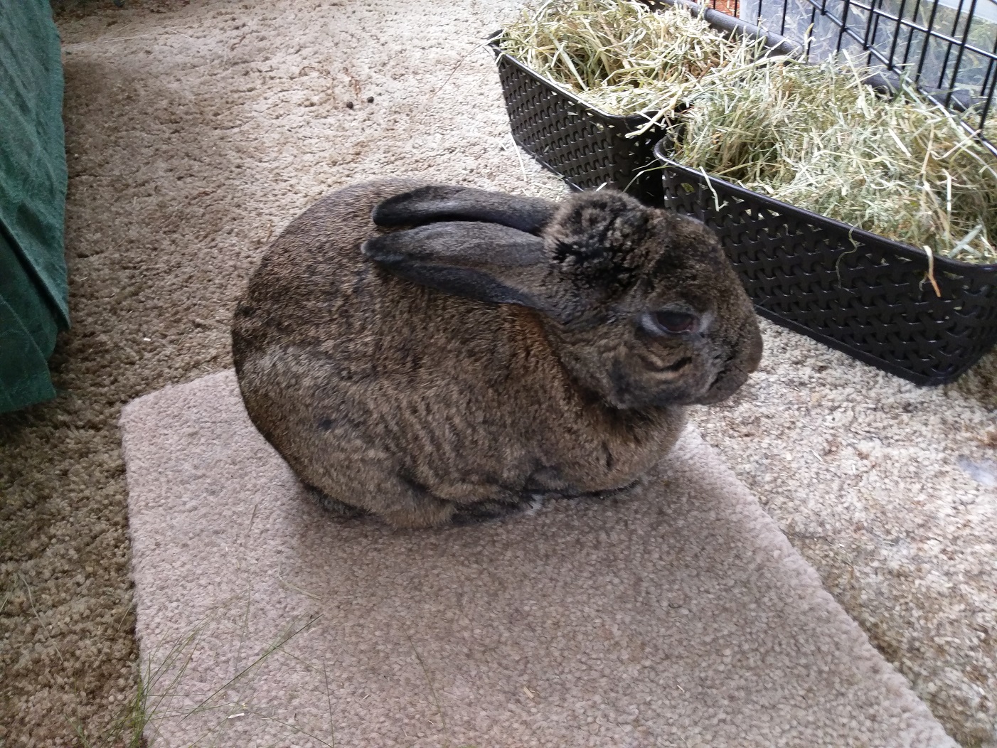 Pain / Arthritis in old rabbit (pic heavy) Rabbits United